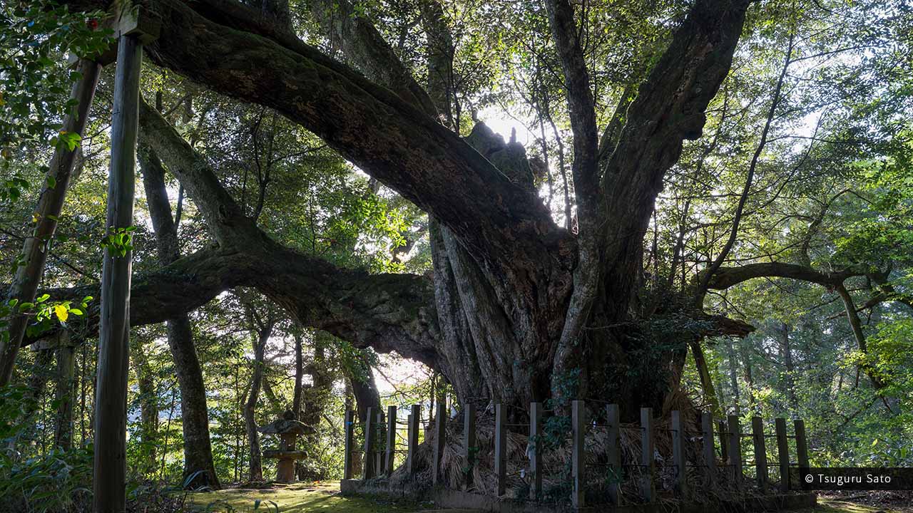 志多備神社のスダジイ（日本一のシイの木）