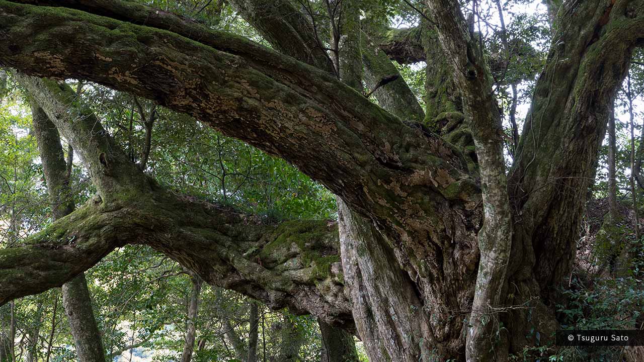 志多備神社のスダジイの枝ぶり