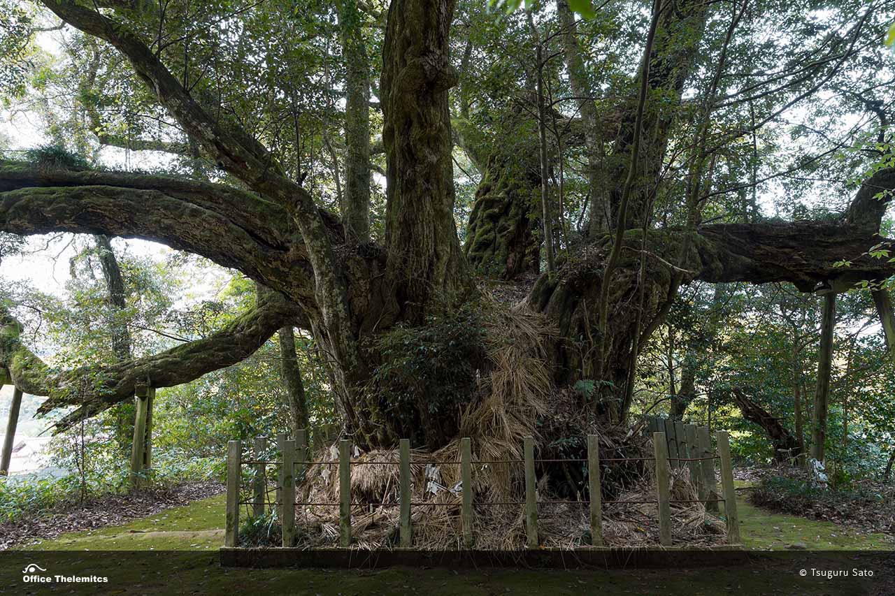 稲藁で編んだ大蛇を幹の周りに飾り付けられた志多備神社のスダジイ