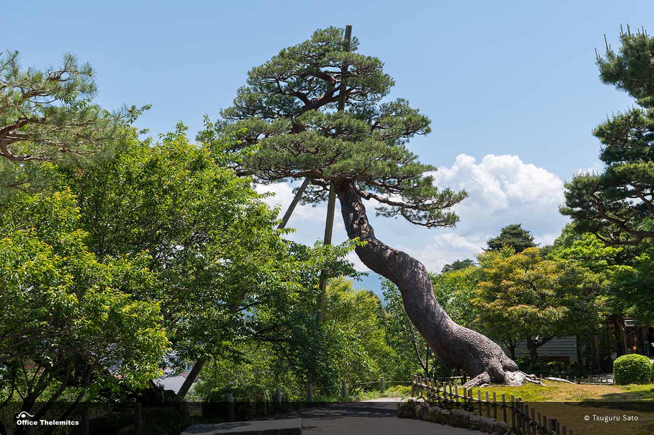 巣ごもり松か？