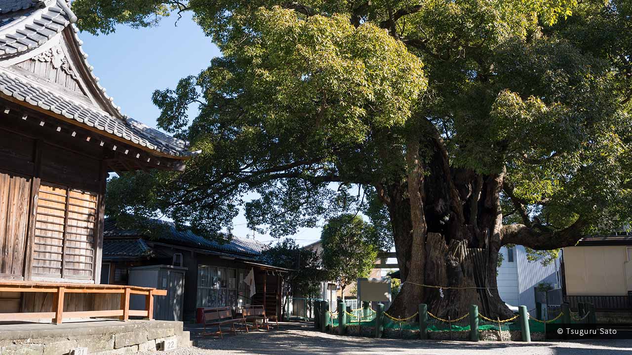 若宮八幡宮の大クス