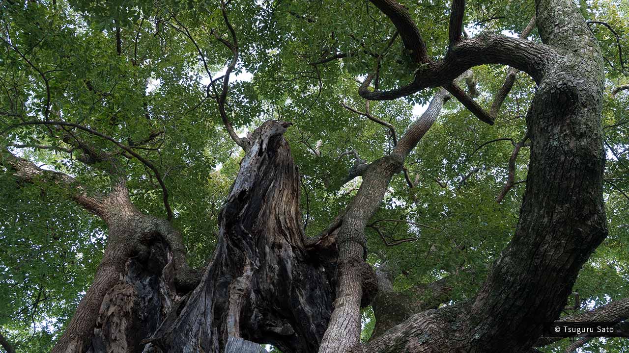 若宮八幡宮の大クスに残る落雷によると思われる傷跡