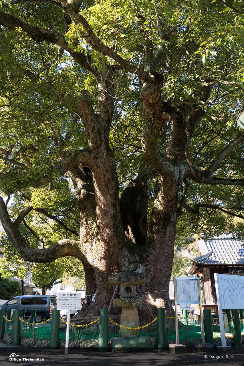 周辺環境の整備を願う若宮八幡宮の大クス