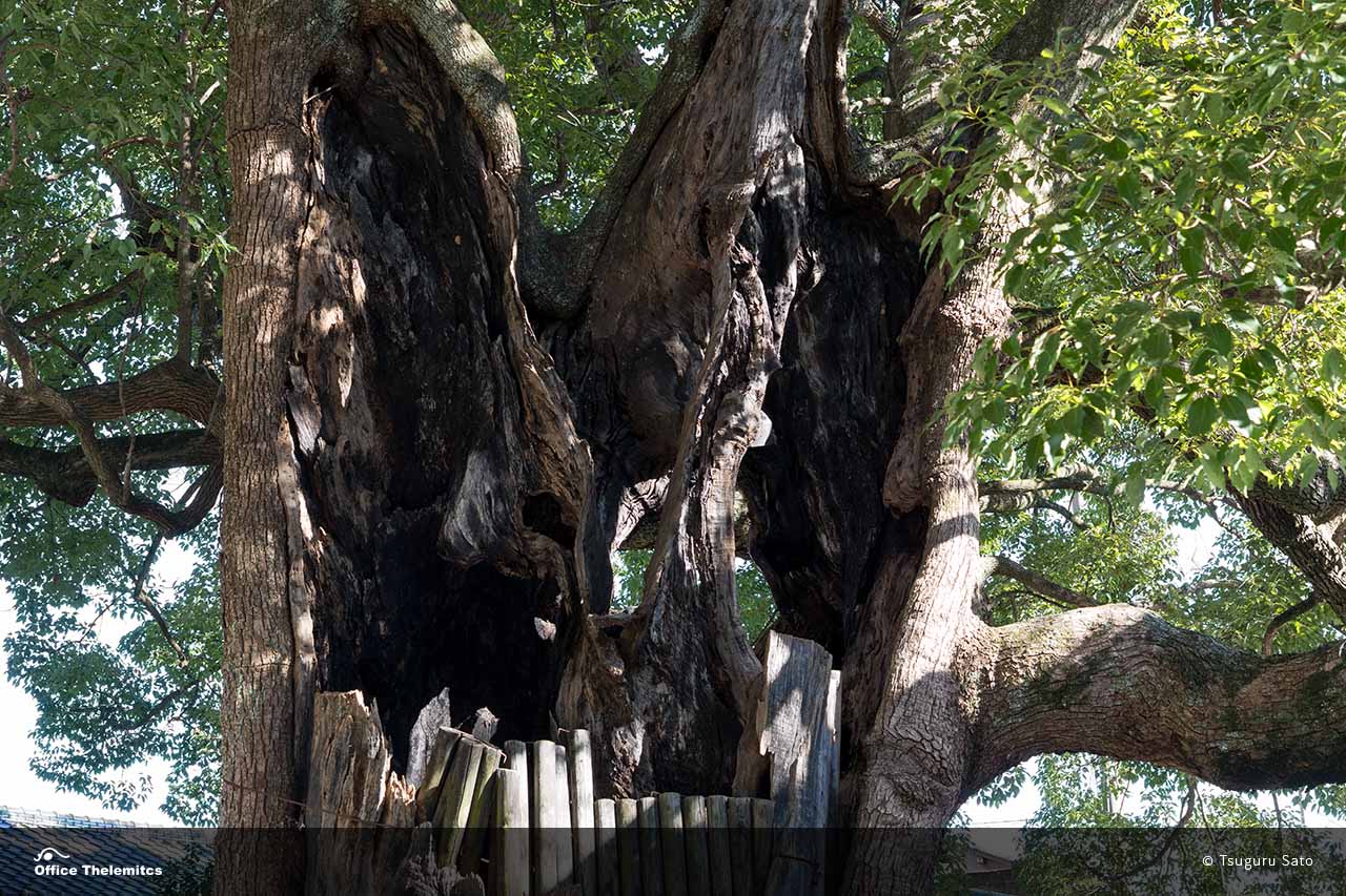 若宮八幡宮の大クスの幹に残る落雷か戦火による傷跡